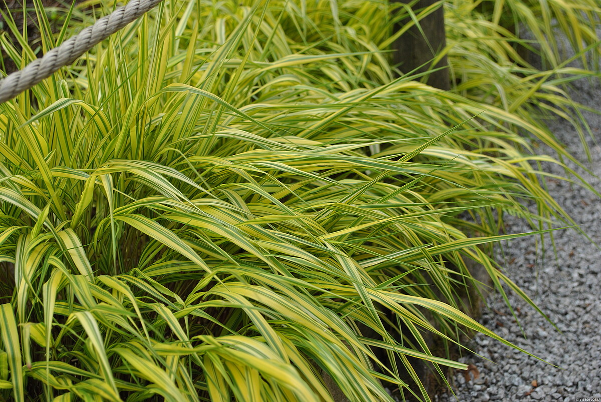 Hakonechloa smukła 'Aureola' - obrazek 6
