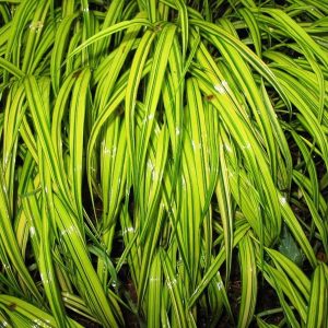 Hakonechloa smukła 'Aureola'
