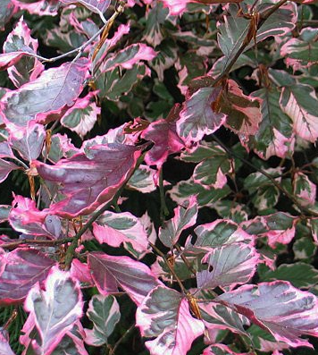 Buk pospolity 'Tricolor'