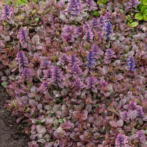 Dąbrówka rozłogowa 'Burgundy Glow'