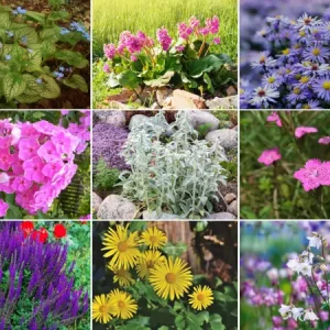 byliny-wieloletnie-zimujace-w-gruncie