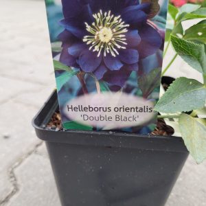 Ciemiernik wschodni 'Double Black'