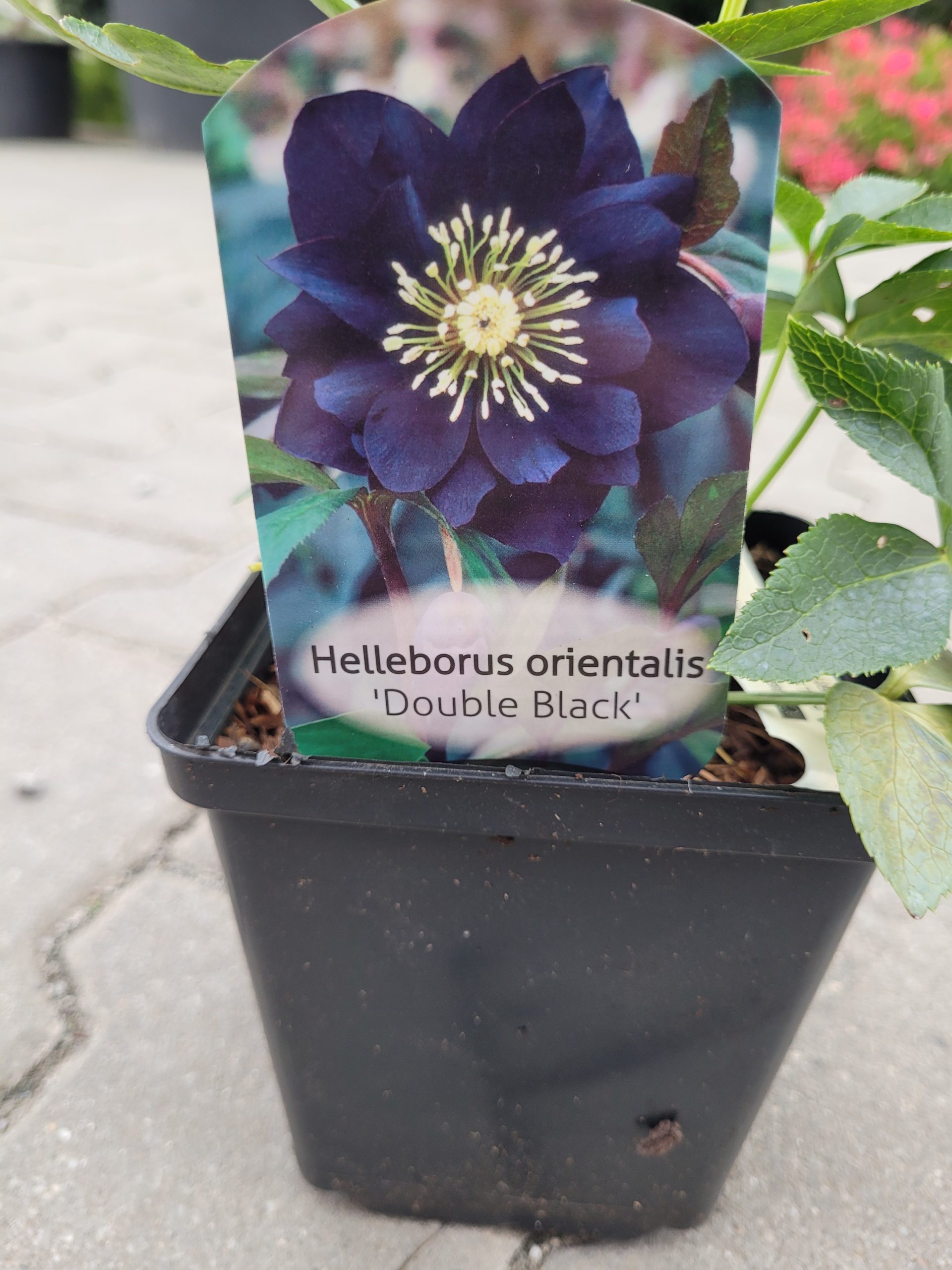 Ciemiernik wschodni 'Double Black'