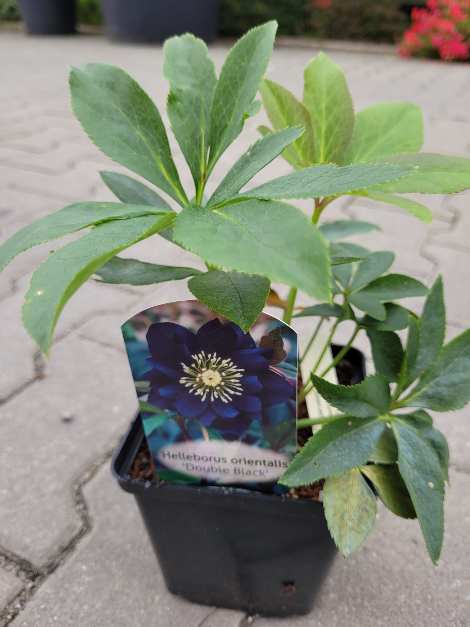 Ciemiernik wschodni 'Double Black' - obrazek 3