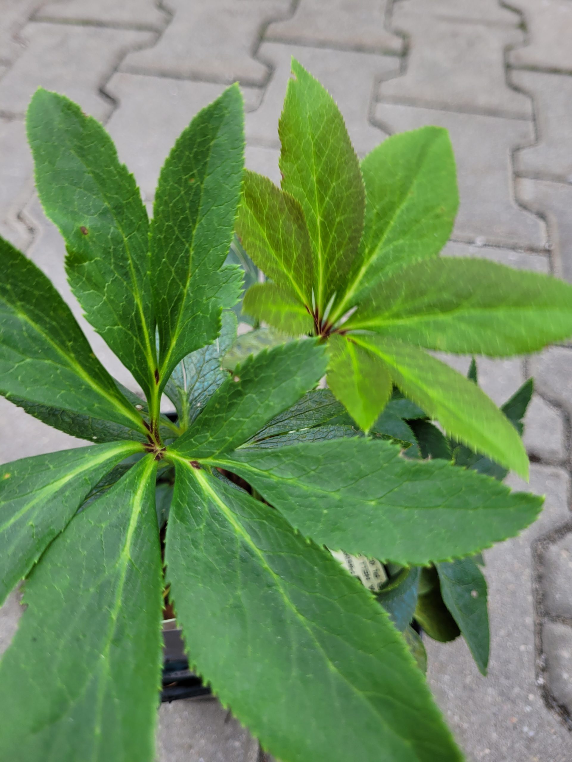 Ciemiernik wschodni 'Double Black' - obrazek 4