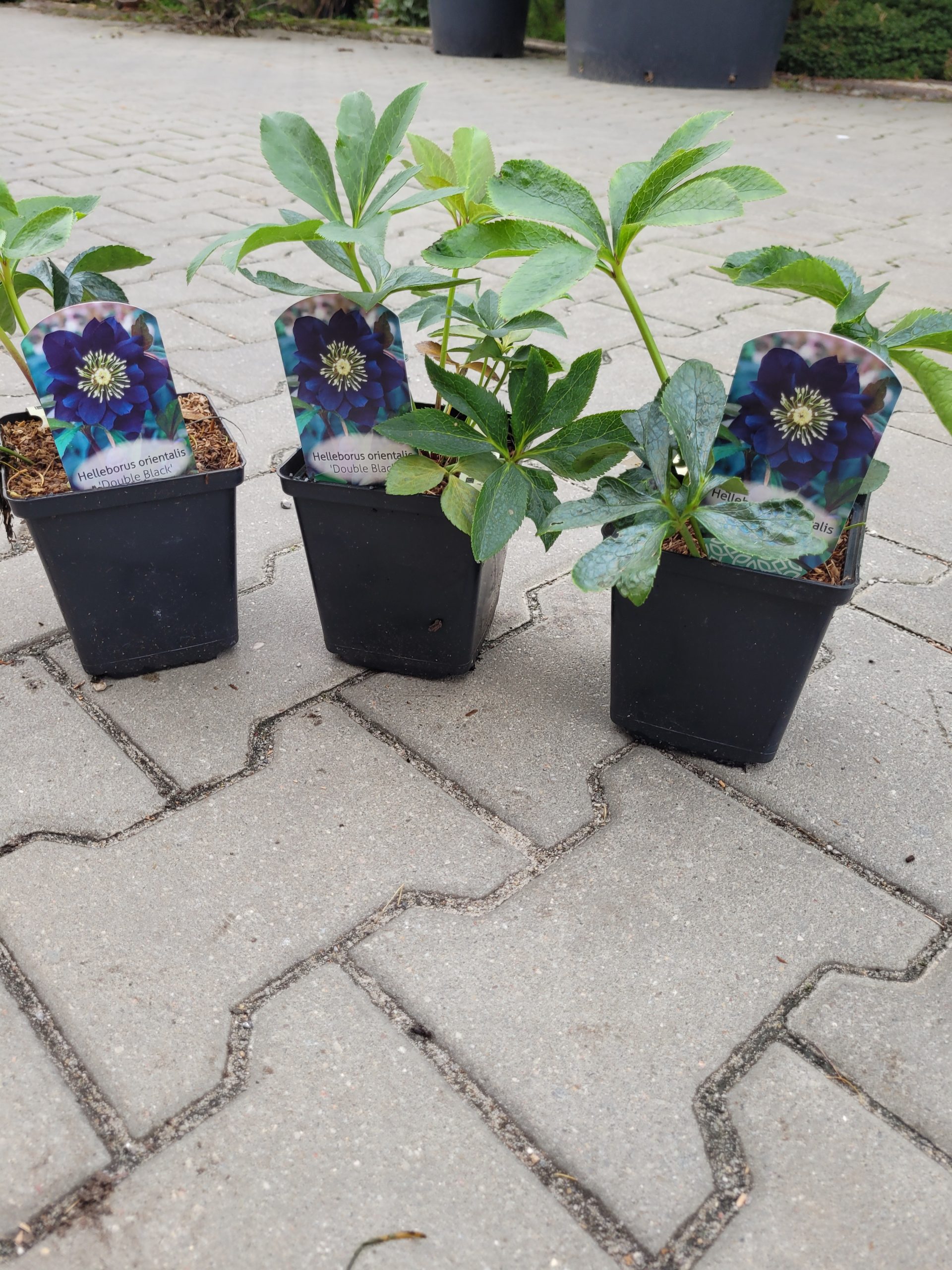 Ciemiernik wschodni 'Double Black' - obrazek 6