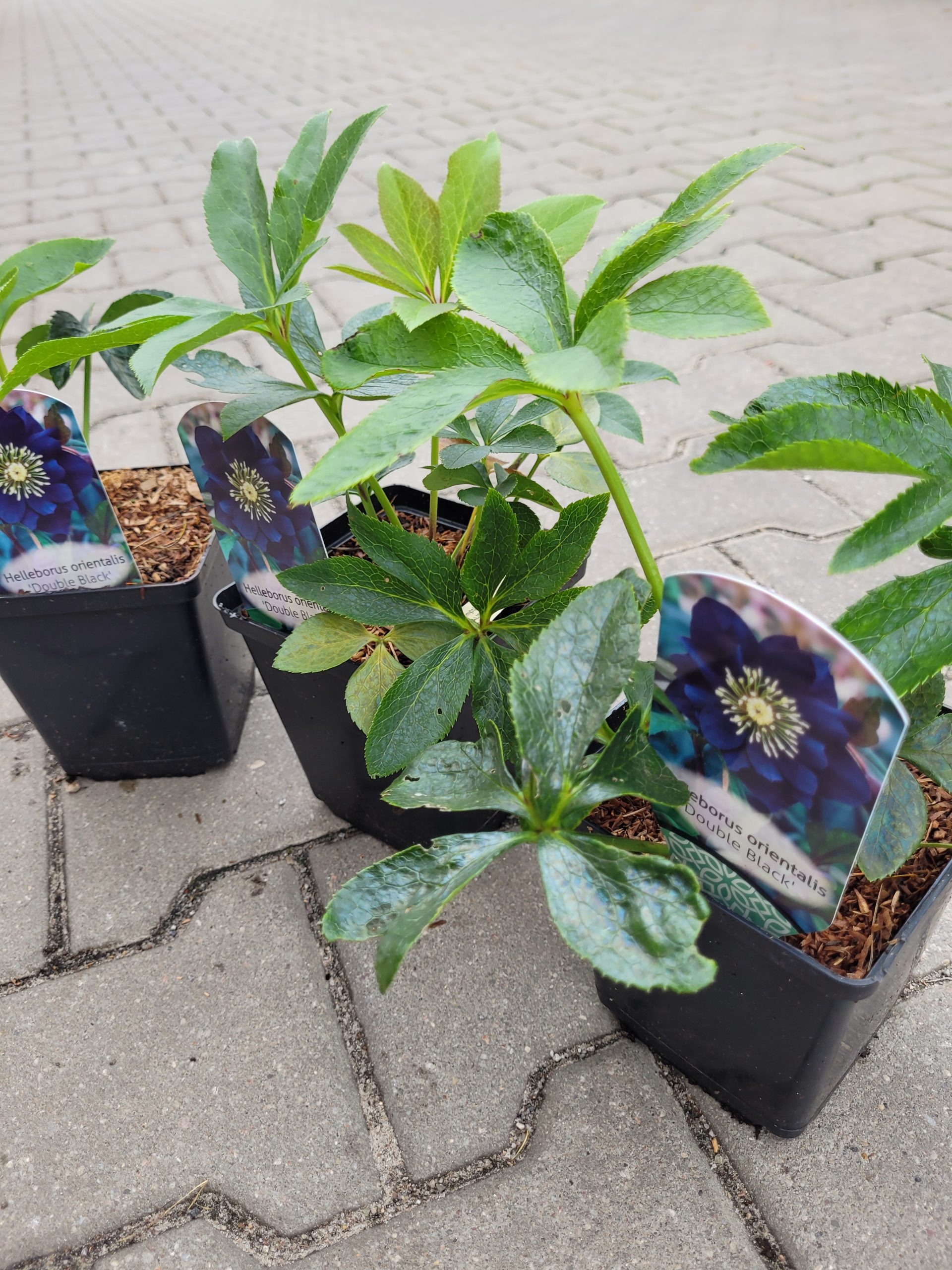 Ciemiernik wschodni 'Double Black' - obrazek 7