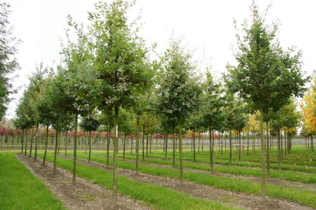 Drzewa alejowe / ozdobne liściaste