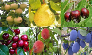 Pozostałe drzewka owocowe