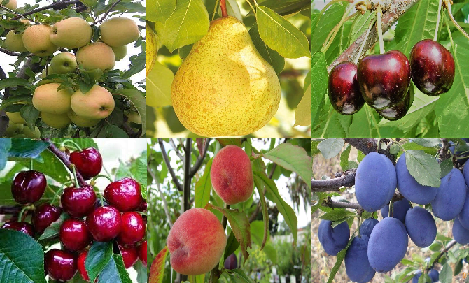 Drzewka owocowe