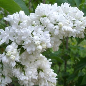 Lilak pospolity 'Madame Lemoine'