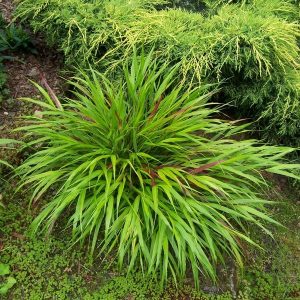 Hakonechloa smukła 'Nicolas'