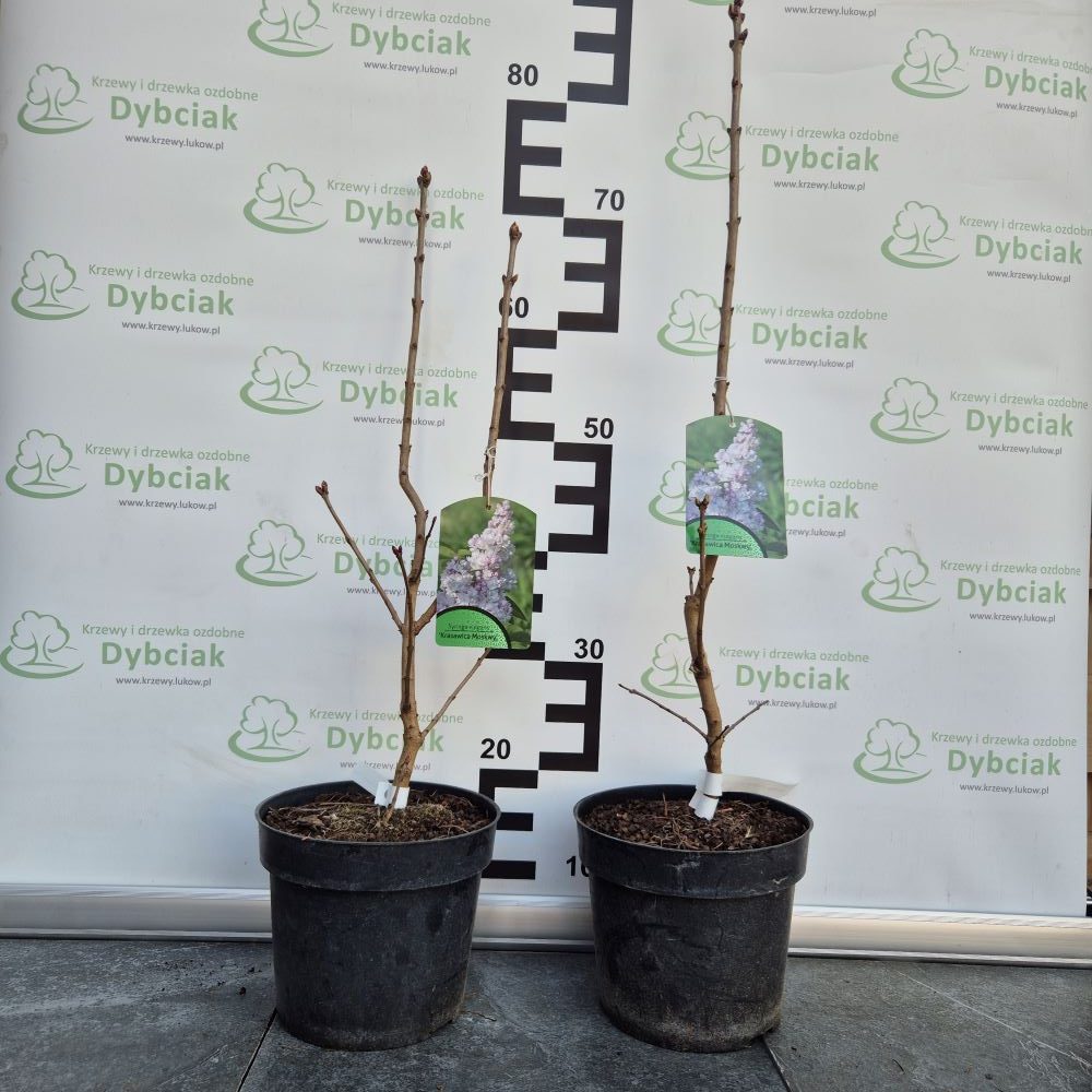 Lilak pospolity 'Krasawica Moskwy' - obrazek 2