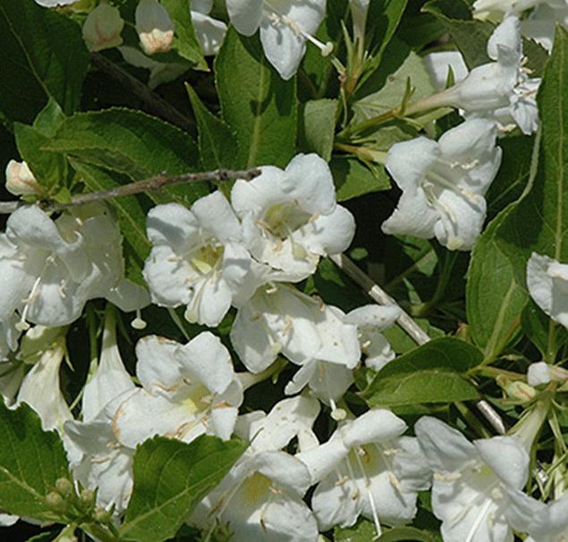 Krzewuszka 'Bristol Snowflake'