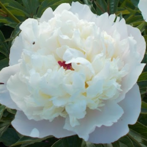 Piwonia 'Madame Calot'