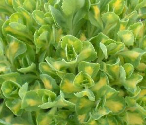 Rozchodnik mediovariegata