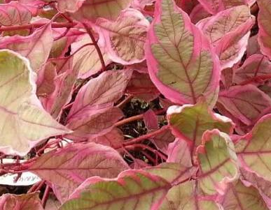 Dereń biały 'Miracle'