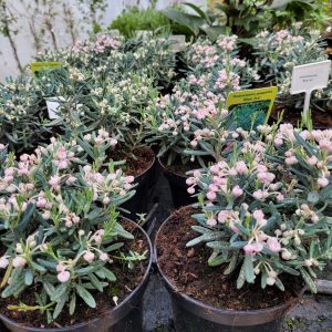 Modrzewica pospolita 'blue ice'