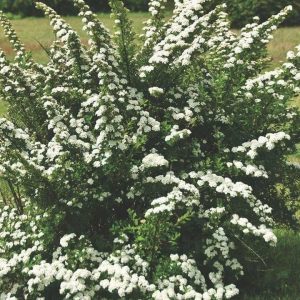 Tawuła nipońska 'Snowmound'