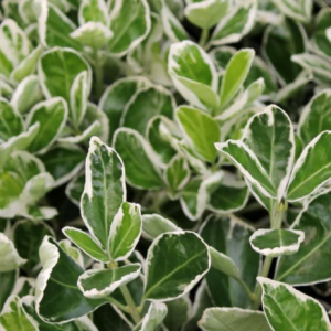 Trzmielina Fortune’a 'Albomarginatus'