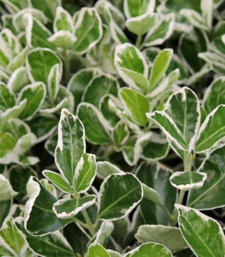 Trzmielina Fortune’a 'Albomarginatus'