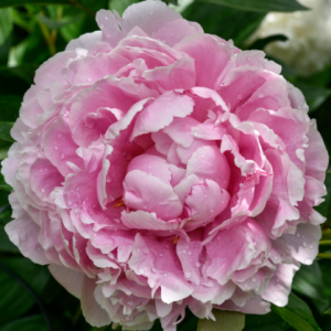 Piwonia chińska 'Sarah Bernhardt'