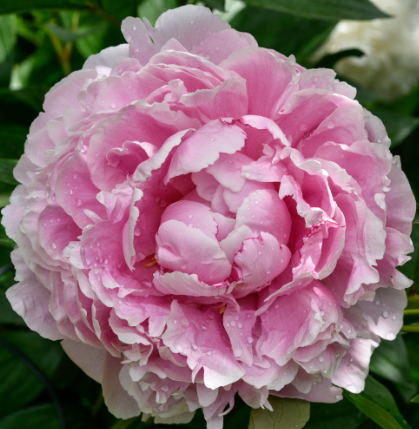 Piwonia chińska 'Sarah Bernhardt'