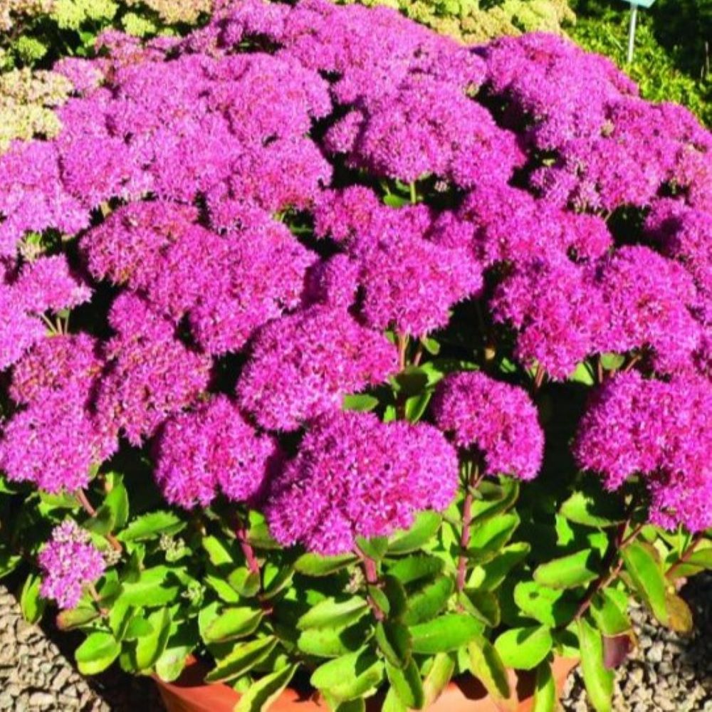 Rozchodnik 'Autumn Joy'