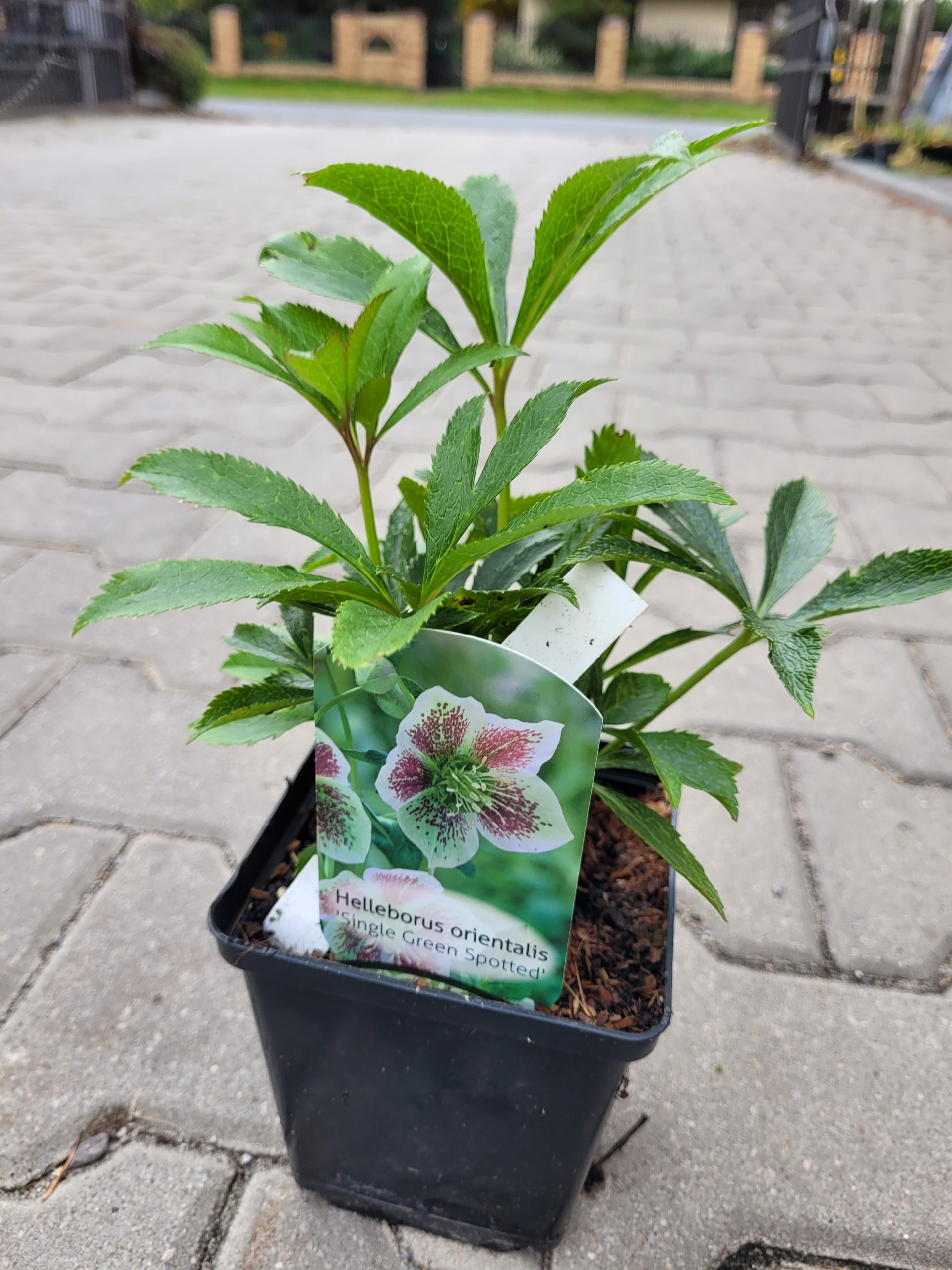 Ciemiernik wschodni 'Single Green Spotted' - obrazek 2