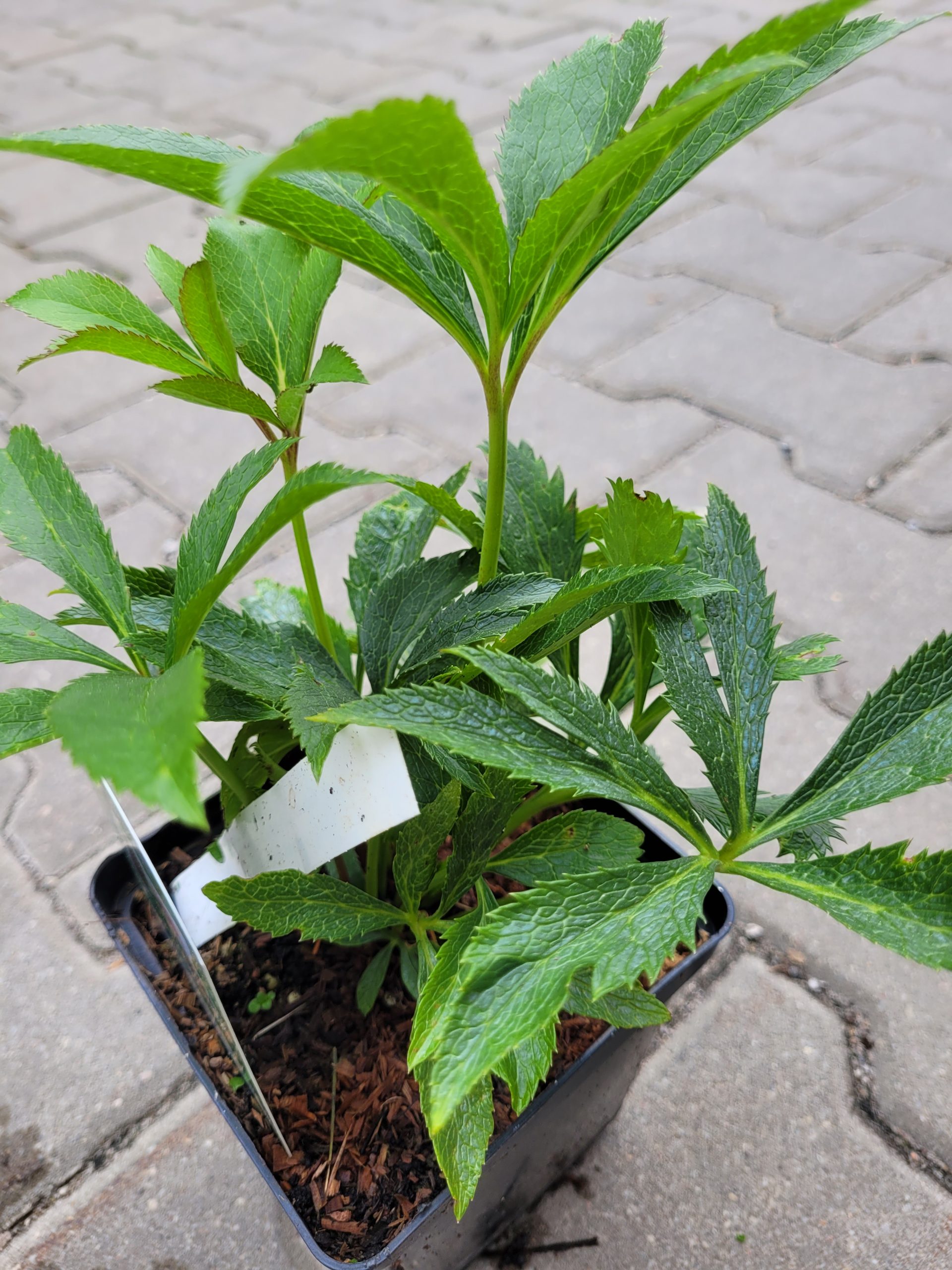 Ciemiernik wschodni 'Single Green Spotted' - obrazek 3