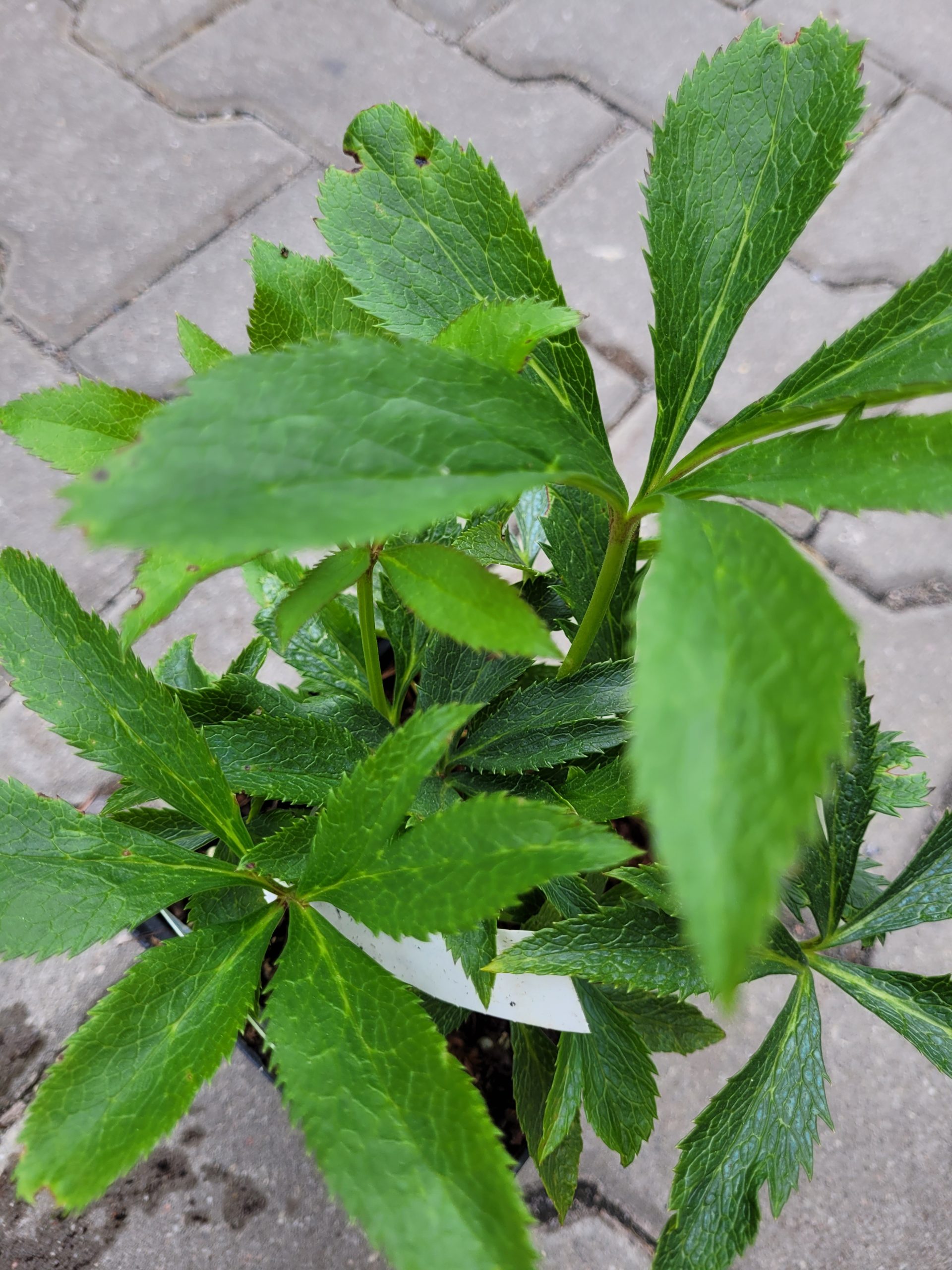 Ciemiernik wschodni 'Single Green Spotted' - obrazek 4