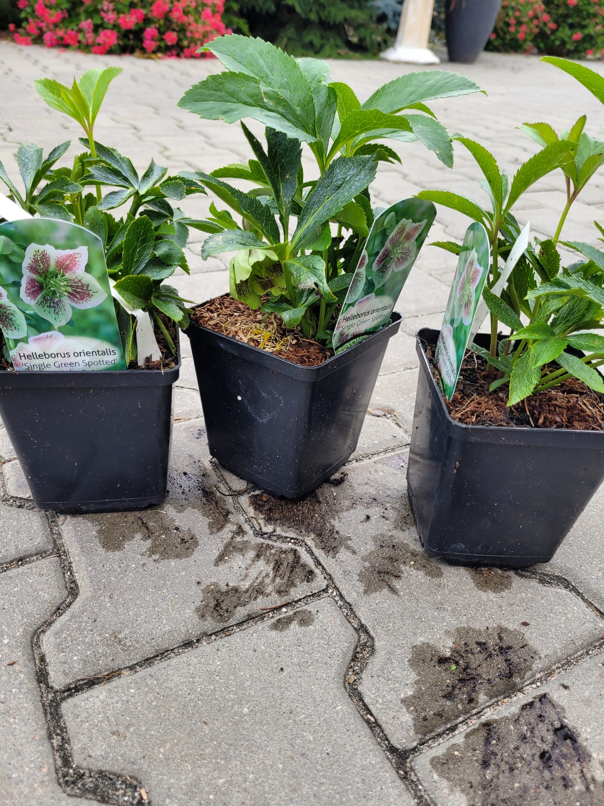 Ciemiernik wschodni 'Single Green Spotted' - obrazek 6