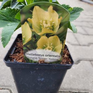 Ciemiernik wschodni 'Single Super Yellow'
