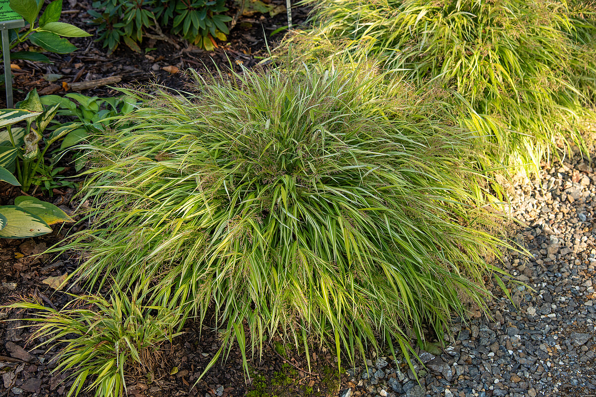 Hakonechloa smukła 'Stripe It Rich' - obrazek 2