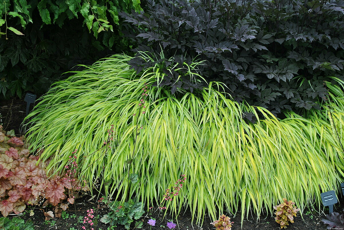 Hakonechloa smukła 'Stripe It Rich' - obrazek 3