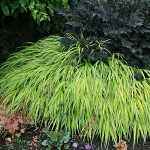 Hakonechloa smukła 'Stripe It Rich'