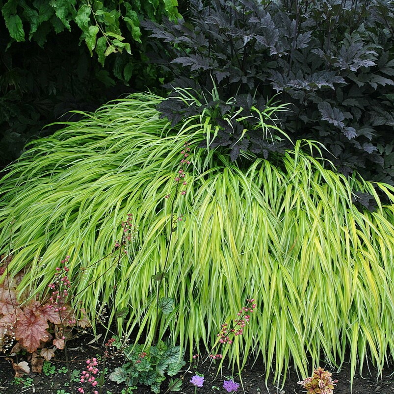 Hakonechloa smukła 'Stripe It Rich'