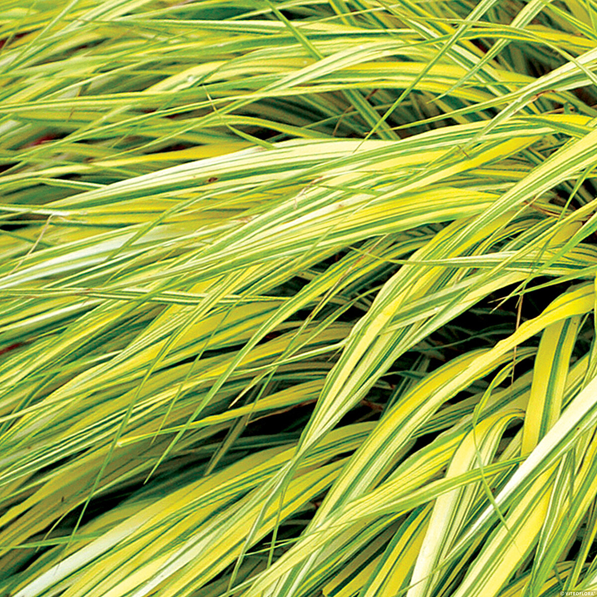 Hakonechloa smukła 'Stripe It Rich' - obrazek 4