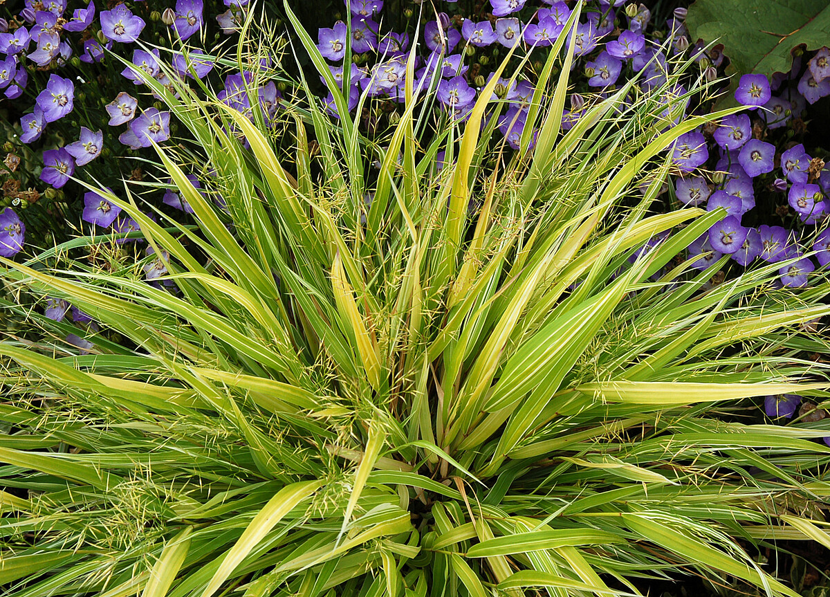 Hakonechloa smukła 'Stripe It Rich' - obrazek 5