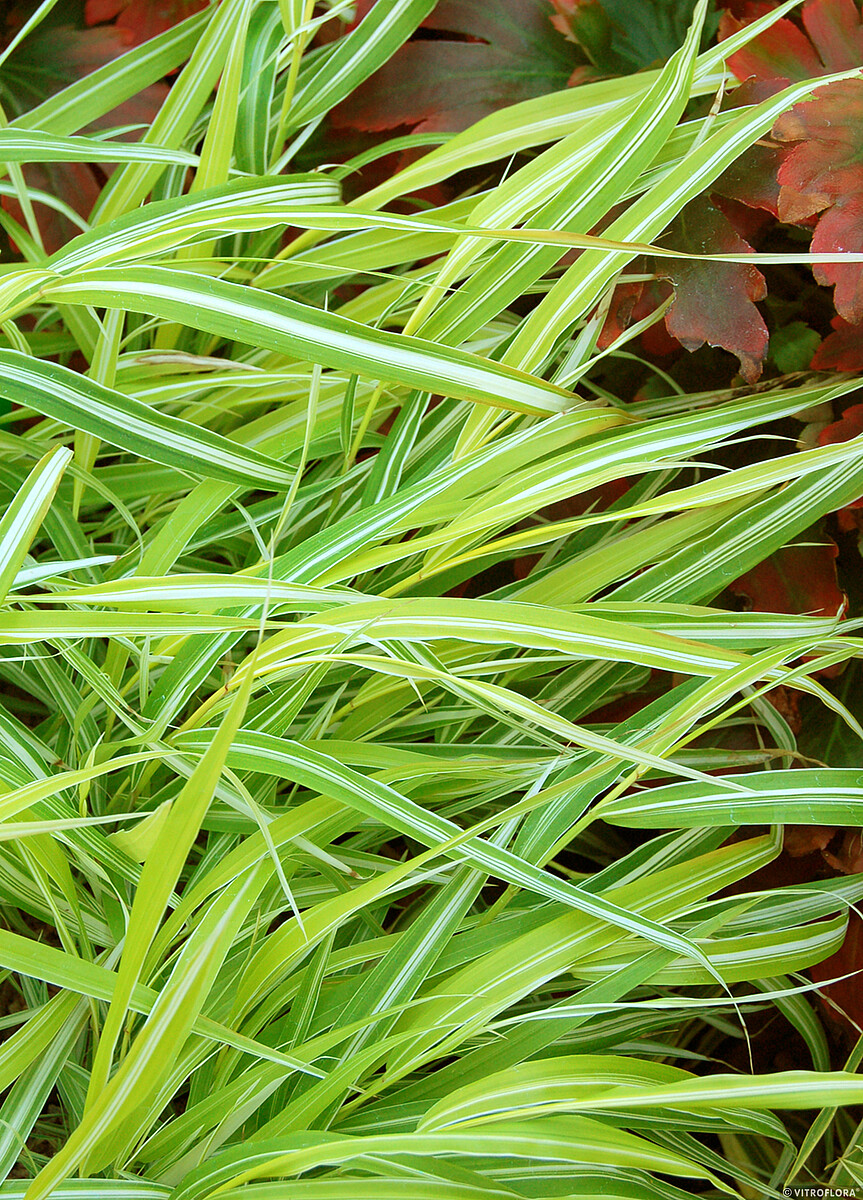Hakonechloa smukła 'Stripe It Rich' - obrazek 6