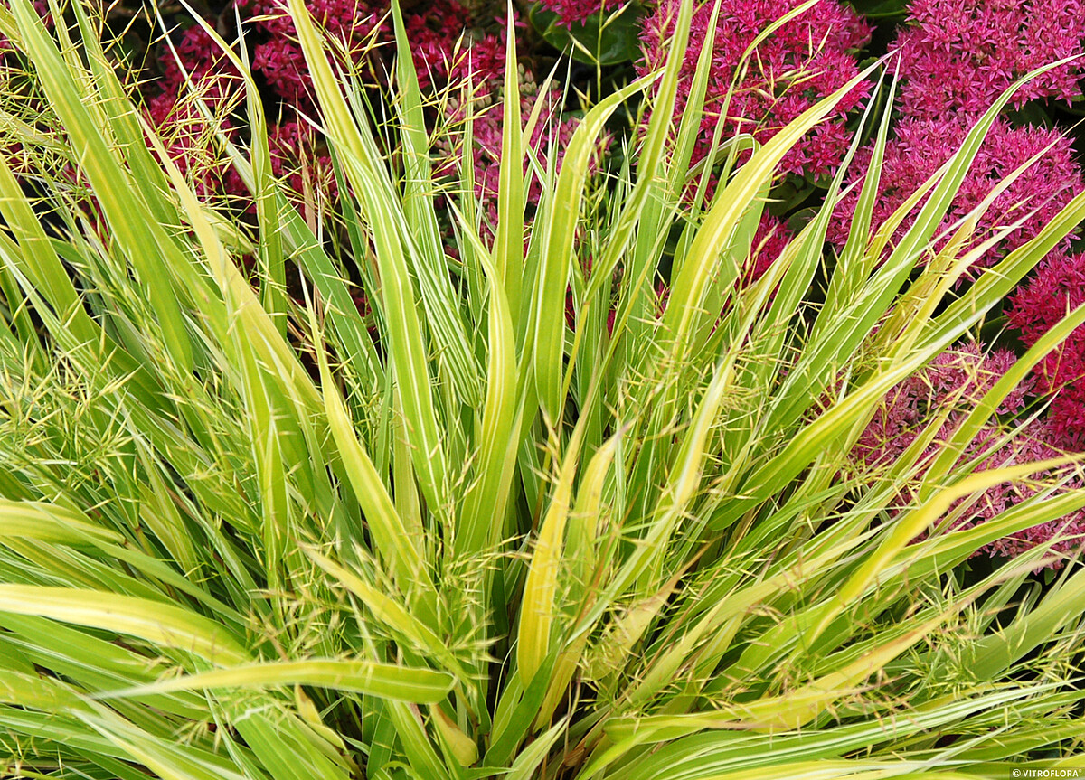 Hakonechloa smukła 'Stripe It Rich' - obrazek 7