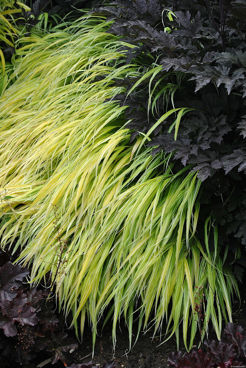 Hakonechloa smukła 'Stripe It Rich' - obrazek 8