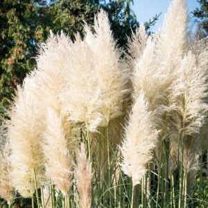 Trawa pampasowa 'White Feather'