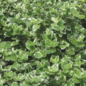 Trzmielina Fortune’a 'Emerald Gaiety'