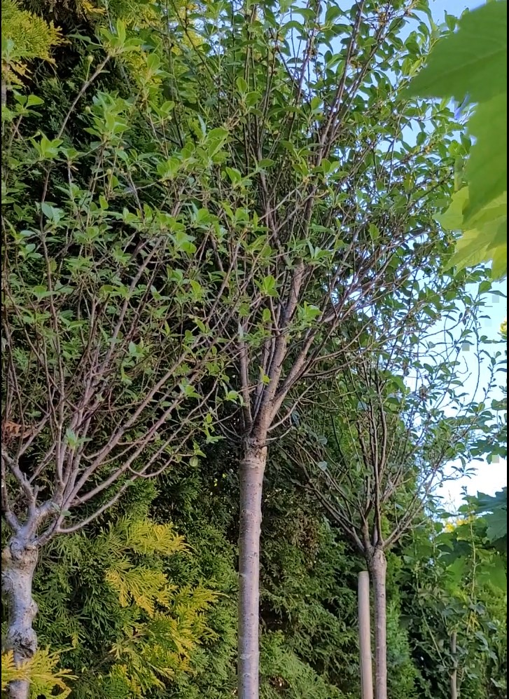 Wiśnia osobliwa 'Umbraculifera'