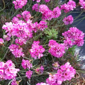 Zawciąg pospolity 'Dusseldorfer stolz'