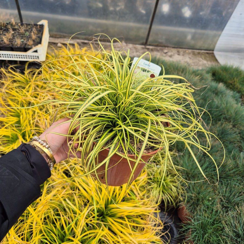 Turzyca Oszimska 'Evergold' - obrazek 10