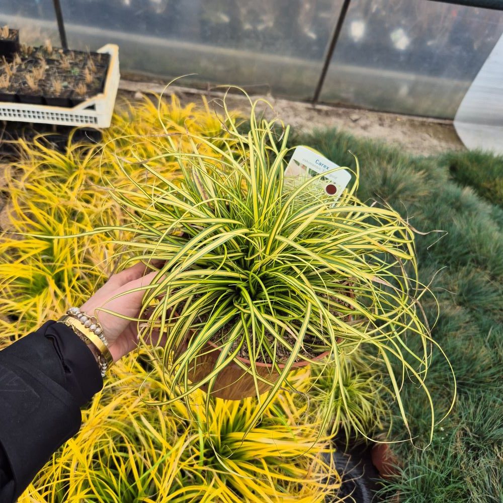 Turzyca Oszimska 'Evergold' - obrazek 8