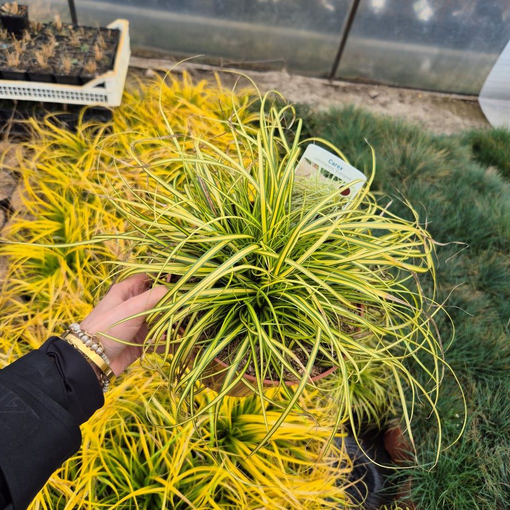 Turzyca Oszimska 'Evergold' - obrazek 6