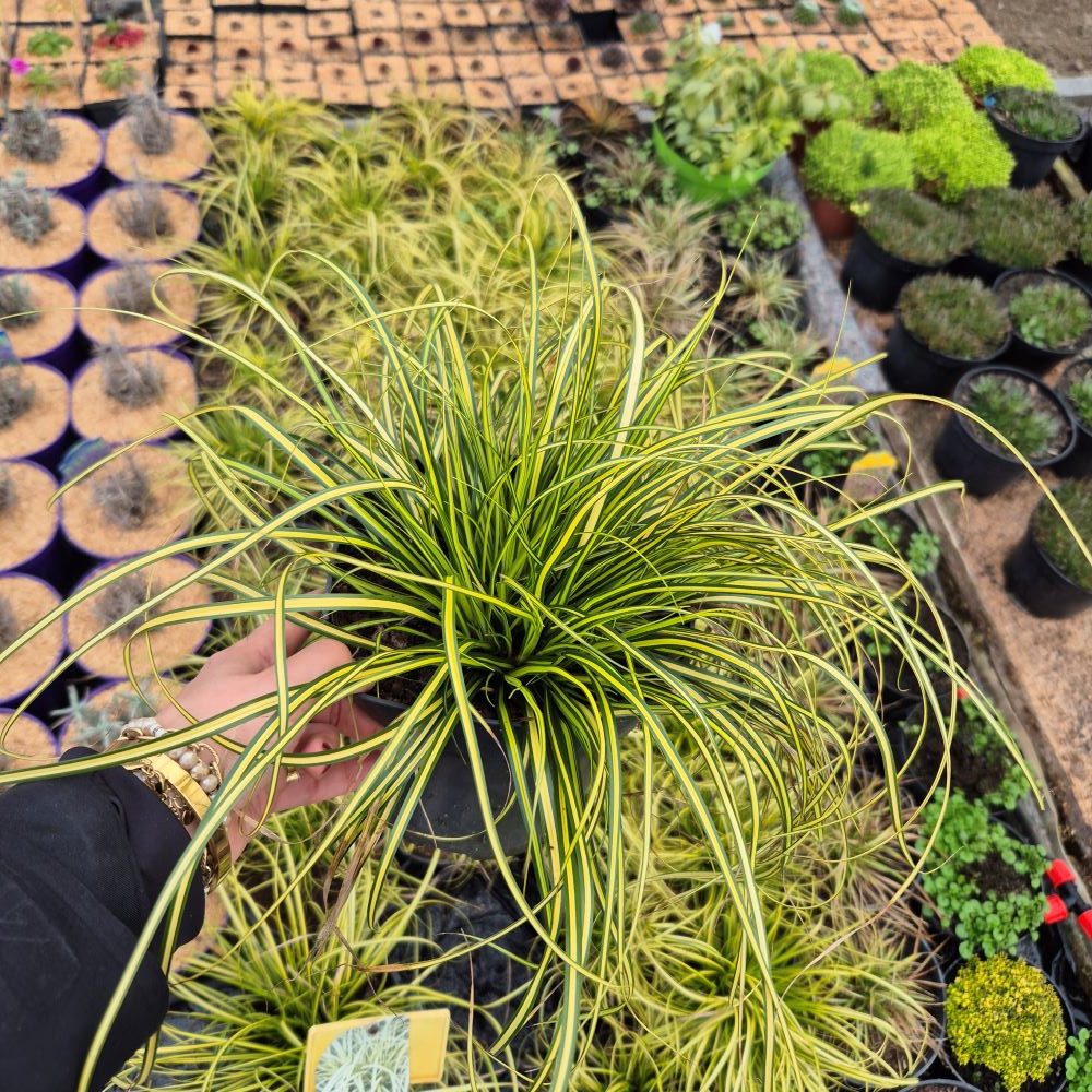 Turzyca Oszimska 'Evergold' - obrazek 9